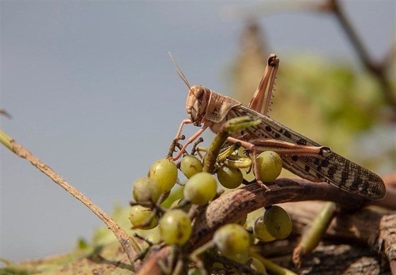 FAO Says Helping Iran Battle Desert Locust Infestation