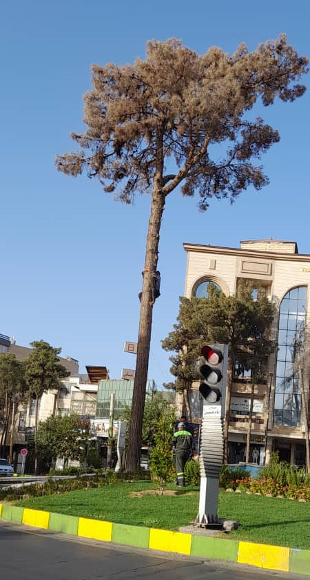 علت قطع درخت کهنسال میدان امام حسین چه بود؟
