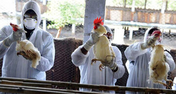 احتمال افزایش آنفلوآنزا مرغی با ورود پرندگان مهاجر