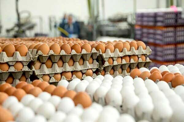 Iran exports 110,000 tons of eggs in 8 months