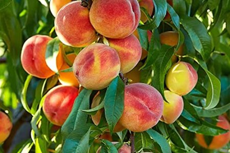 Some Surprising Health Benefits and Uses of Peaches